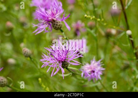 Centaurea jacea, braun Knickkraut violetten Blüten in Wiese Makro selectiwe Fokus Stockfoto