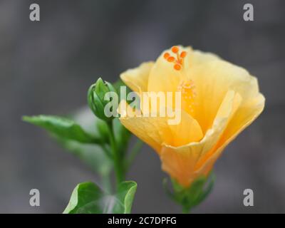 Gelbe Hibiskusblüte. Nahaufnahme Blumenfoto Stockfoto