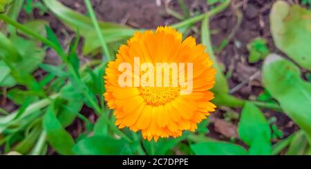 Wunderschöne Ringelblume. Nahaufnahme der bunten Pot Marigold Blume. Stockfoto