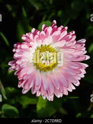 Nahaufnahme von Bellis perennis Stockfoto