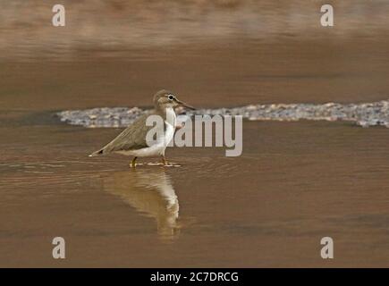 Spotted Sandpiper (Actitis macularius) Erwachsene walking im flachen Pool Mavecure; Kolumbien November Stockfoto