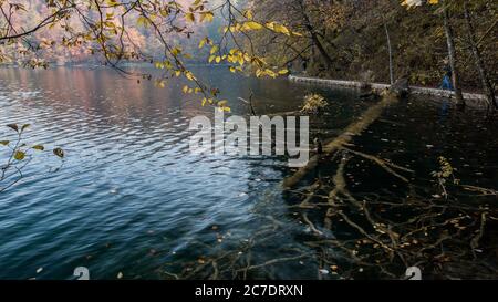 Horizontale Aufnahme eines Baumes, der in einen See im Nationalpark Plitvicer Seen in Kroatien fiel Stockfoto