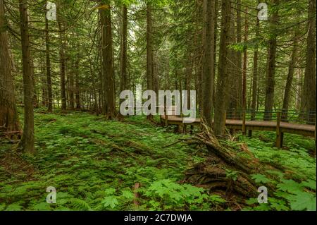 Alter Wald aus Hemlock und Zedern auf dem Hemlock Grove Boardwalk im Glacier National Park, British Columbia, Kanada Stockfoto