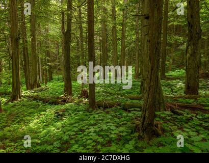 Alter Wald aus Hemlock und Zedern auf dem Hemlock Grove Boardwalk im Glacier National Park, British Columbia, Kanada Stockfoto