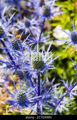 Purple Eryngium Planum Distel Pflanze. Flachmeer-Holly. Stockfoto