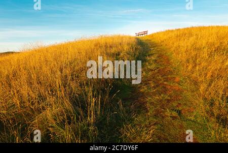 Fußweg durch hohe Gräser, die zu Parkbank unter blauem Himmel am hellen Sommerabend im ländlichen England nahe Flamborough Head, Yorkshire, Großbritannien führen. Stockfoto