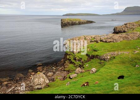 Der Blick auf Hoyviksholmur Insel und Nolsoy Insel in der Ferne mit Schafen in Küstenklippe im Vordergrund.Torshavn. Streymoy.Färöer-Inseln.Territorium von Dänemark Stockfoto