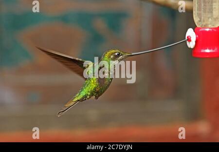 Schwert-billed Hummingbird (Ensifera ensifera) erwachsenen weiblichen im Flug stillen im kolibrizufuhr Guasca, in der Nähe von Bogotá, Kolumbien November Stockfoto