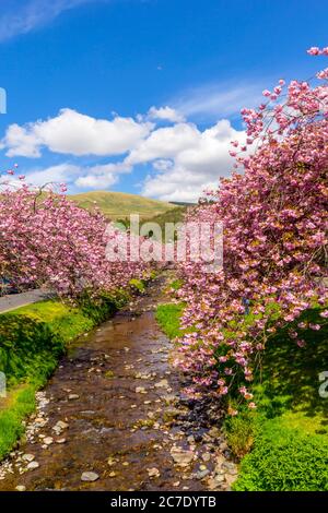 Wunderschöne Kirschbäume blühen über dem Fluss in Dollar, Schottland, Großbritannien Stockfoto