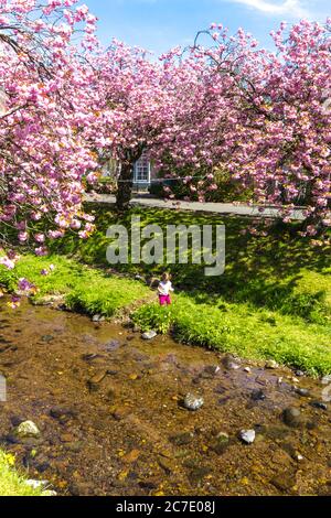 Wunderschöne Kirschbäume blühen über dem Fluss in Dollar, Schottland, Großbritannien Stockfoto