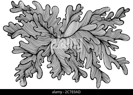 Dekorative Algen Zeichnung Malvorlagen. Elegantes abstraktes Pflanzenmuster. Stock Vektor