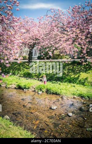 Kinder, die im Frühling im Fluss spielen, umgeben von japanischen Kirschbäumen. Dollar in Schottland, Großbritannien Stockfoto