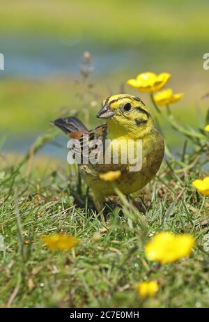 Yellowhammer (Emberiza citrinella citrinella) erwachsener Rüde auf dem Boden mit Butterblumen Eccles-on-Sea, Norfolk, UK Mai Stockfoto