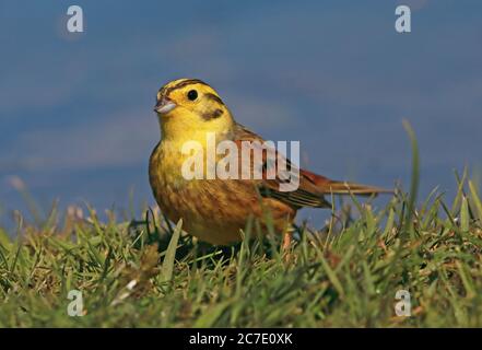 Yellowhammer (Emberiza citrinella citrinella) erwachsener Rüde, der auf Gras am Teich Eccles-on-Sea, Norfolk, Großbritannien, April Stockfoto