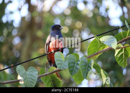 Surucuatrogon (Trogon surrucura) erstaunlicher Vogel mit orangen, schwarzen und blauen Farben. Trogons und Quetzals. Brasilianischer Wald in Guaruja Sao Paulo, Brasilien. Stockfoto