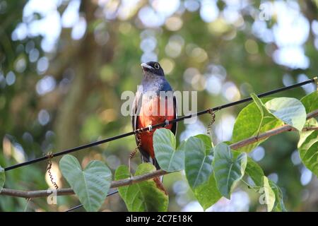 Surucuatrogon (Trogon surrucura) erstaunlicher Vogel mit orangen, schwarzen und blauen Farben. Trogons und Quetzals Stockfoto