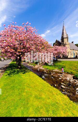 Kinder, die im Frühling im Fluss spielen, umgeben von japanischen Kirschbäumen. Dollar in Schottland, Großbritannien Stockfoto