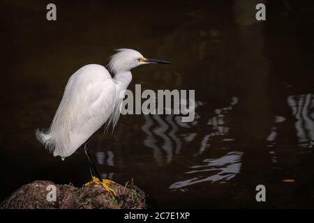 Schneegreiher, der auf einem Holzstamm mitten im Wasser steht. Stockfoto