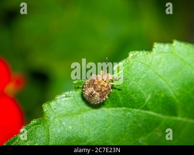 Halyomorpha halys Käfer auf einem Pflanzenblatt. Insekten. Stockfoto