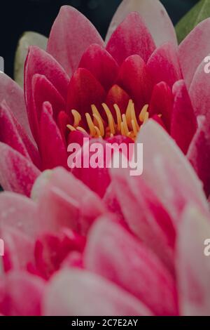 Makroaufnahme von rosa Masaniello Wasserlilie (Nymphaea Masaniello) blühenden Blumen, selektive flachen Fokus auf die Staubgefäße. Stockfoto