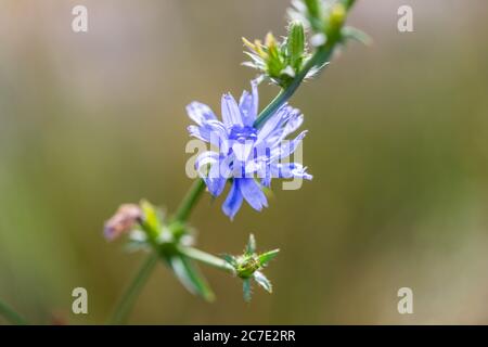 Die blaue Blume des Zichoriums - Cichorium intybus - eine Wildblume, die im Sommer, Deutschland, Europa auf einer Wiese in Berlin wächst Stockfoto