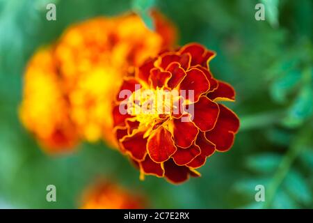 Nahaufnahme / Makro einer Patula-Blume von Tagetes - französische Ringelblume Stockfoto