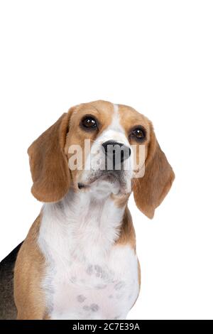Porträt eines Beagle-Hundekopfes, der isoliert auf weißem Hintergrund sitzt Stockfoto