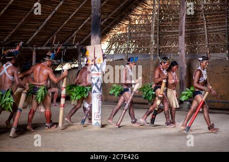 Indigene Amazonas-Männer führen eine traditionelle Stammeszeremonie mit zeremoniellen Stäben durch, tragen gefiederte Kopfbedeckungen und Körperfarbe, um ihre zu feiern Stockfoto