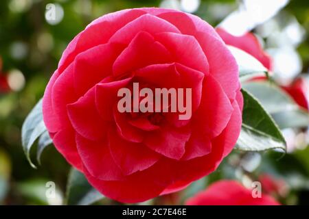 Nahaufnahme fokussierte Aufnahme einer schönen roten Floribunda Blume mit Grüne Blätter Stockfoto