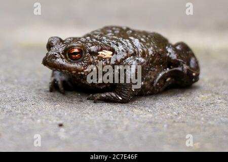 Nahaufnahme eines Frosches auf dem Boden mit einem Unscharfer Hintergrund Stockfoto