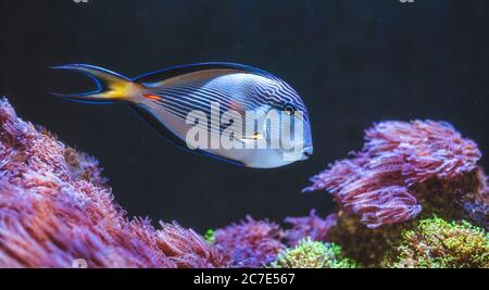 Unterwasserszene. Schwimmen Mit Tropischen Fischen. Stockfoto