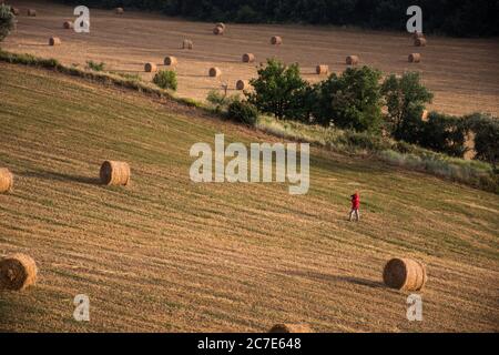 Landschaftsaufnahme einer Person im roten Jack, die auf steht Ein Feld mit frisch gerolltem Heu Stockfoto