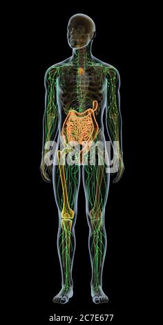 Abbildung zeigt Teile des menschlichen Immunsystems Stockfoto