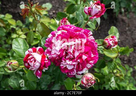 Gartenrosen, Zuchtsorte 'NEil Diamond' Stockfoto