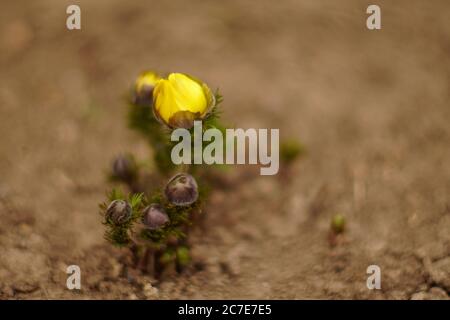 Kleine gelbe Blüten adonis vernalis wachsen im Boden im Freien. Stockfoto