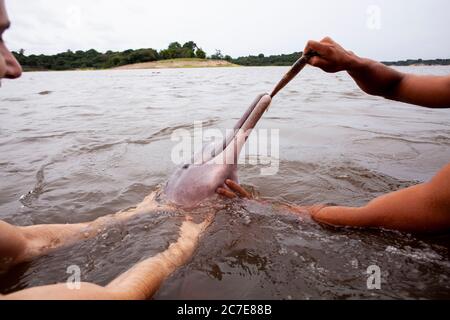 Ein Amazonasdelfin (rosafarbener Delfin) interagiert mit einem Schwimmer im Amazonasfluss und hebt seltene Tierarten und Ökotourismus im Regenwald hervor. Stockfoto