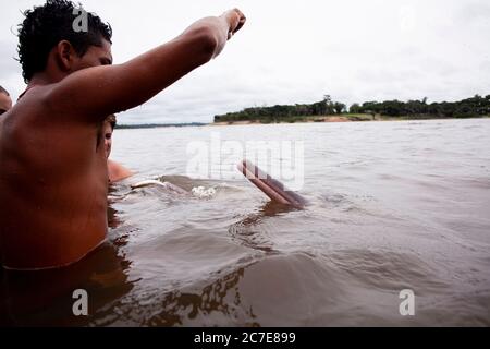 Ein Amazonasdelfin (rosafarbener Delfin) interagiert mit einem Schwimmer im Amazonasfluss und hebt seltene Tierarten und Ökotourismus im Regenwald hervor. Stockfoto