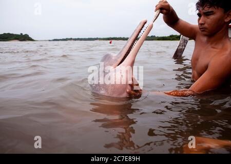 Ein Amazonasdelfin (rosafarbener Delfin) interagiert mit einem Schwimmer im Amazonasfluss und hebt seltene Tierarten und Ökotourismus im Regenwald hervor. Stockfoto