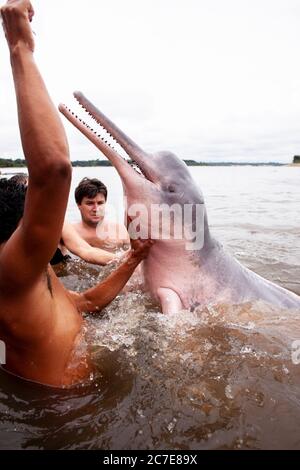 Ein Amazonasdelfin (rosafarbener Delfin) interagiert mit einem Schwimmer im Amazonasfluss und hebt seltene Tierarten und Ökotourismus im Regenwald hervor. Stockfoto