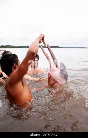 Ein Amazonasdelfin (rosafarbener Delfin) interagiert mit einem Schwimmer im Amazonasfluss und hebt seltene Tierarten und Ökotourismus im Regenwald hervor. Stockfoto