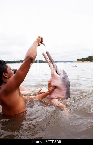 Ein Amazonasdelfin (rosafarbener Delfin) interagiert mit einem Schwimmer im Amazonasfluss und hebt seltene Tierarten und Ökotourismus im Regenwald hervor. Stockfoto