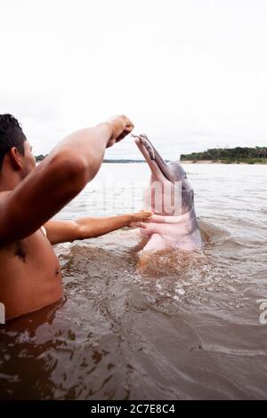 Ein Amazonasdelfin (rosafarbener Delfin) interagiert mit einem Schwimmer im Amazonasfluss und hebt seltene Tierarten und Ökotourismus im Regenwald hervor. Stockfoto