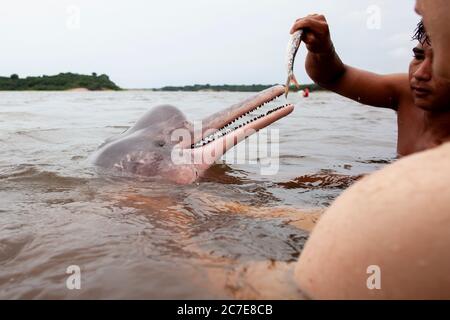 Ein Amazonasdelfin (rosafarbener Delfin) interagiert mit einem Schwimmer im Amazonasfluss und hebt seltene Tierarten und Ökotourismus im Regenwald hervor. Stockfoto