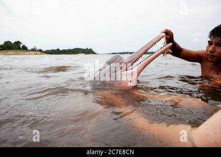 Ein Amazonasdelfin (rosafarbener Delfin) interagiert mit einem Schwimmer im Amazonasfluss und hebt seltene Tierarten und Ökotourismus im Regenwald hervor. Stockfoto