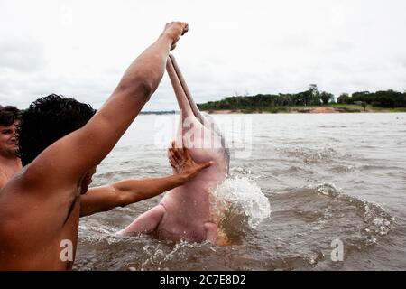 Ein Amazonasdelfin (rosafarbener Delfin) interagiert mit einem Schwimmer im Amazonasfluss und hebt seltene Tierarten und Ökotourismus im Regenwald hervor. Stockfoto