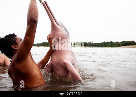 Ein Amazonasdelfin (rosafarbener Delfin) interagiert mit einem Schwimmer im Amazonasfluss und hebt seltene Tierarten und Ökotourismus im Regenwald hervor. Stockfoto