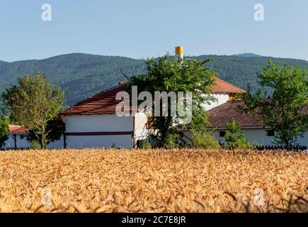 Weizen im Hinterhof des Hauses und die Hügel im Hintergrund angebaut. Kastamonu, Türkei. Stockfoto