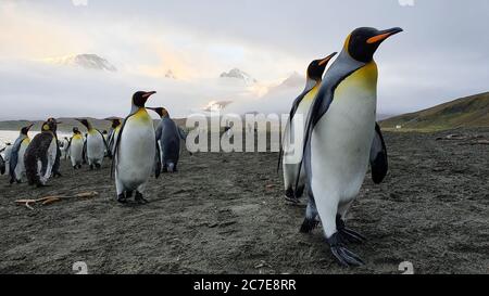 Königspinguine, die an der Kamera vorbei auf schwarzem Sand mit Kolonie hinter ihnen und dramatischen schneebedeckten Bergen, die durch Wolke im Hintergrund brechen Stockfoto