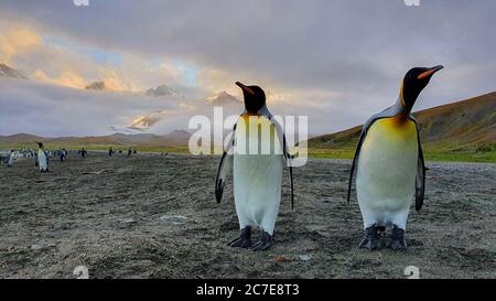 Zwei Erwachsene Königspinguine stehen auf grauem Sandstrand mit Hügeln und Bergen im Hintergrund, die durch Wolken ragen Stockfoto