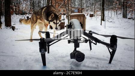 Husky Hund im Schnee bedrohlich auf eine Drohne vor ihm Stockfoto